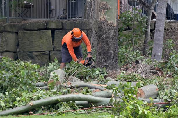 Best Storm Damage Tree Cleanup  in Williams, AZ